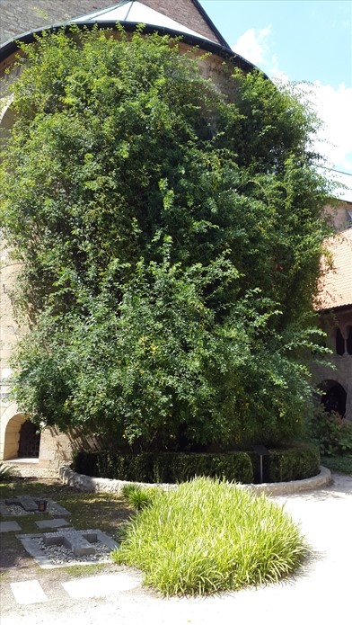 2019 07 27 13.27.07 006 TG Radtour Klaus Wittenberg